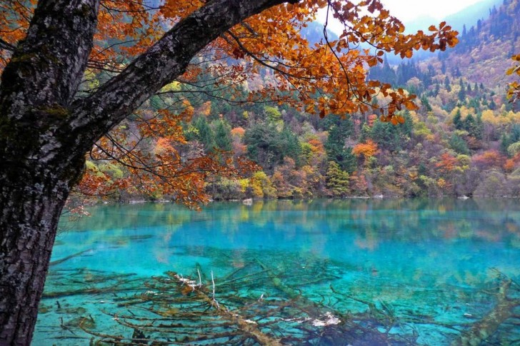 Le lac des cinq fleurs en Chine: c'est seulement l'un des 118 lacs existants dans la réserve naturelle de Jiuzhaigou. Cet endroit est une véritable palette de couleurs.