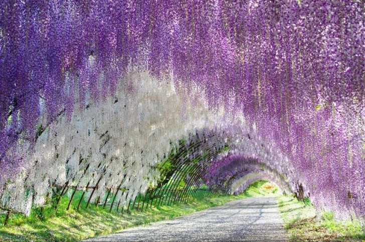 Kawachi Fuji Gardens, Japon: les glycines envahissent le parc et forment ce beau tunnel.
