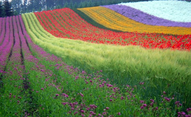 Hokkaido, Japon: des rangées bien ordonnées de fleurs qui s'étendent sur une colline donnant l'effet d'un grand arc en ciel.