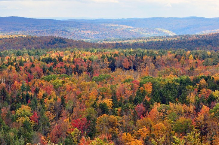 Vermont, États-Unis d'Amérique: les arbres en automne sont teintés d'une étonnante variété de couleurs.