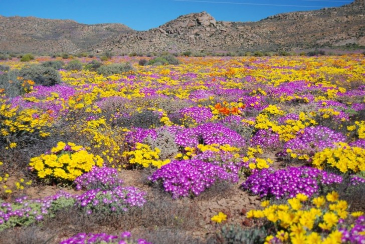 Namaqualand, Namibie: au printemps le paysage désolé et aride se transforme en une vaste étendue de couleur.