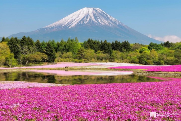 Le parc Hitsujiyama, Japon: également connu sous le nom "Le parc de fleurs roses", il s'étend sur les pentes du mont Fuji.