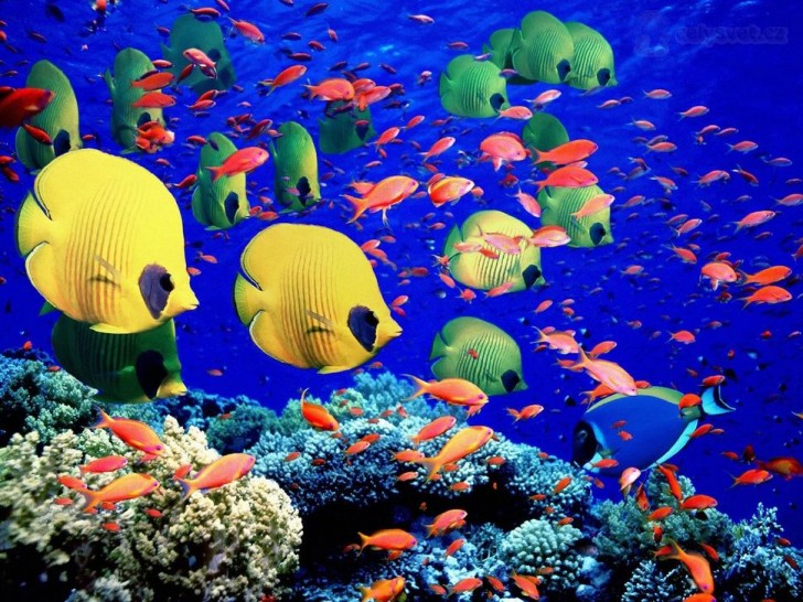 La Grande Barrière d'Australie: elle compte plus de 1500 espèces de poissons et 600 types de coraux, et constitue une expérience inoubliable pour ceux qui plongent sous l'eau.