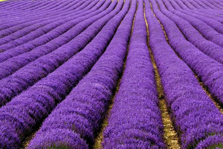 Les champs de lavande français: les interminables rangées de plants de lavande dégagent un parfum merveilleux pendant la période de la floraison.