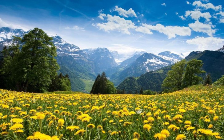 Braunwald, Suisse: les fleurs de Pissenlit ouvrent leurs pétales sur fond des sommets des Alpes.