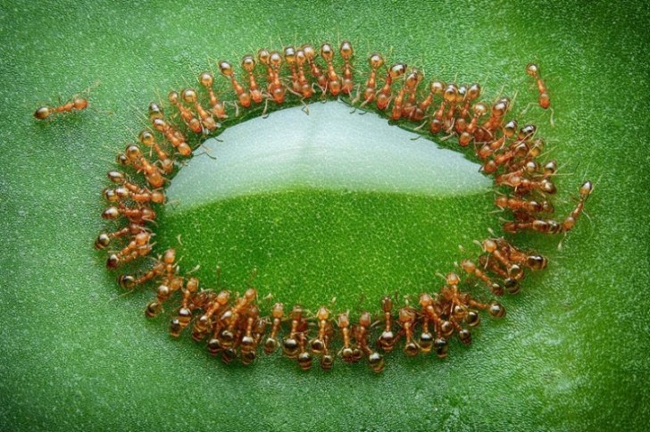 Un régiment de fourmis boit de l'eau dans la même goutte.
