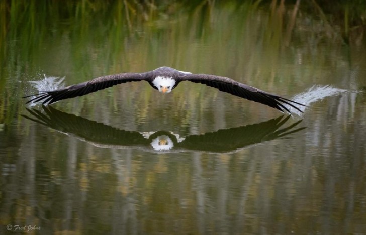 Un aigle effleure la superficie d'un étang