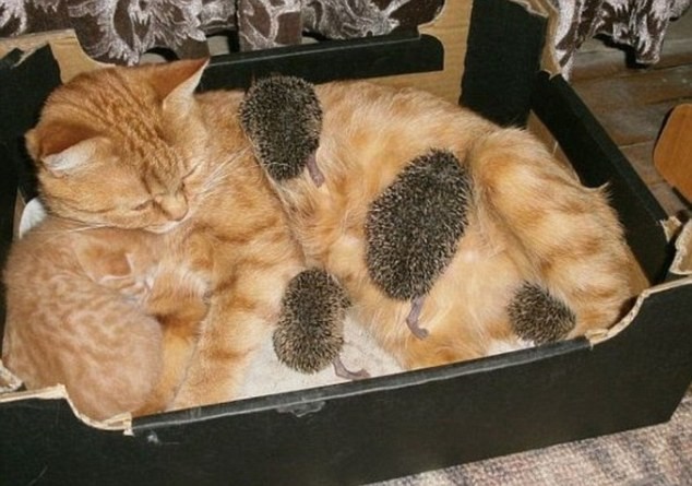 Maman chat prend soin de ses petits: un chaton, rousse comme elle, et 4 petits hérissons.