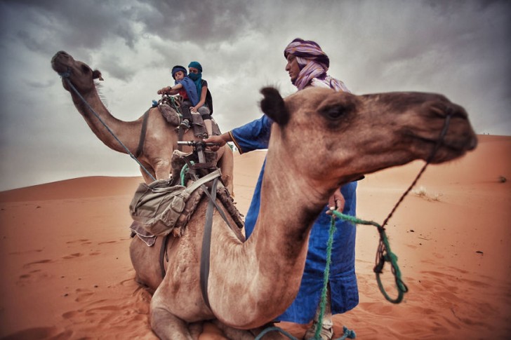 Des chameaux à Merzouga, Maroc