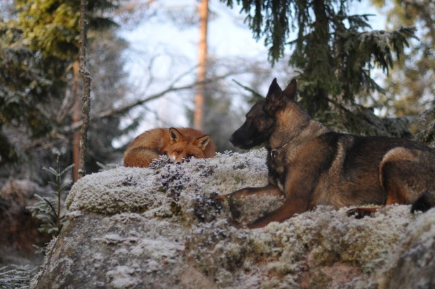 Een Duitse herder en zijn wolfsvriendin.