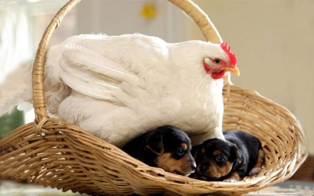 Una gallina si preoccupa di tenere al caldo i "suoi" cuccioli...