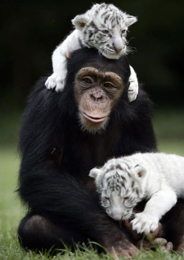 Deze chimpansee zorgt voor deze kleine tijgertjes alsof het zijn eigen kinderen waren.