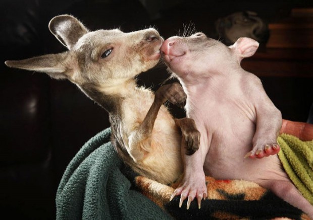 Questa coppia del canguro e di un wombat vince il premio particolarità.