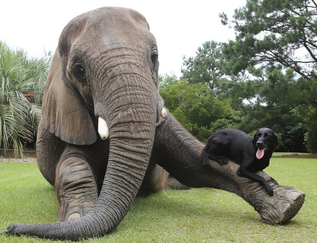 Bubbles is een zwarte labrador en Bella een Afrikaanse olifant.