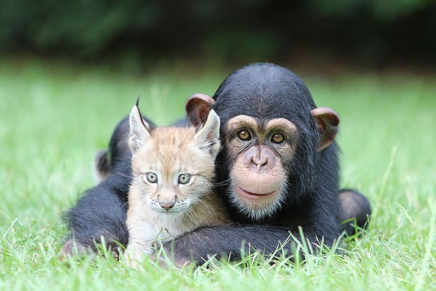 La tenerezza di questa scimmia insieme alla sua amica lince non ha fine.