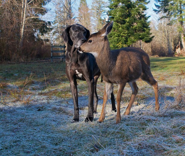 Een hertje en een hond doorstaan samen de koude dagen in een bos.