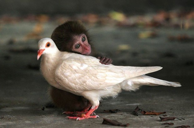 Een klein aapje toont genegenheid voor de duif.