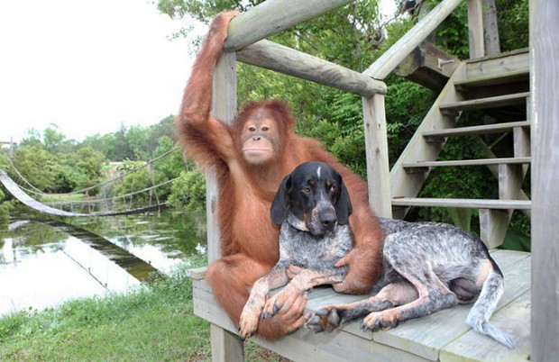 Een orangoetan met zijn vriend op vier poten.