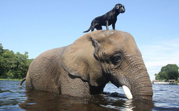 Le 20 amicizie più strane che siano mai state viste nel mondo animale - 4