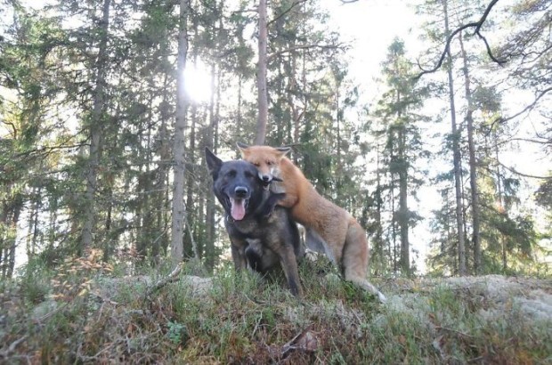 Tekenfilm wordt werkelijkheid... Wolf en hond zijn vrienden.