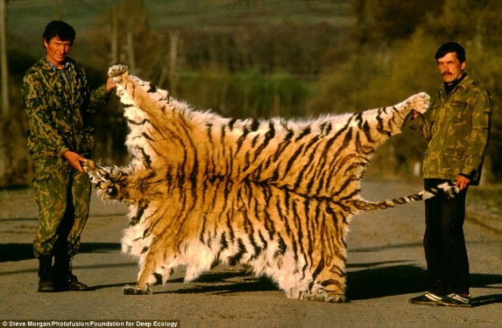 Des braconiers montrent des peaus de tigre sibérien, l'un des plus beaux et plus grands félins du monde
