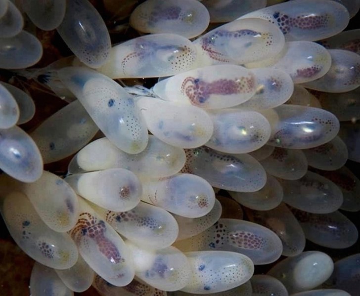 12. Uova di calamaro