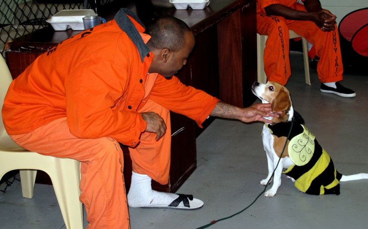 Le programme s'appelle "Canine Cellmates" et obtient des résultats positifs dans les prisons où il a été mis en pratique.