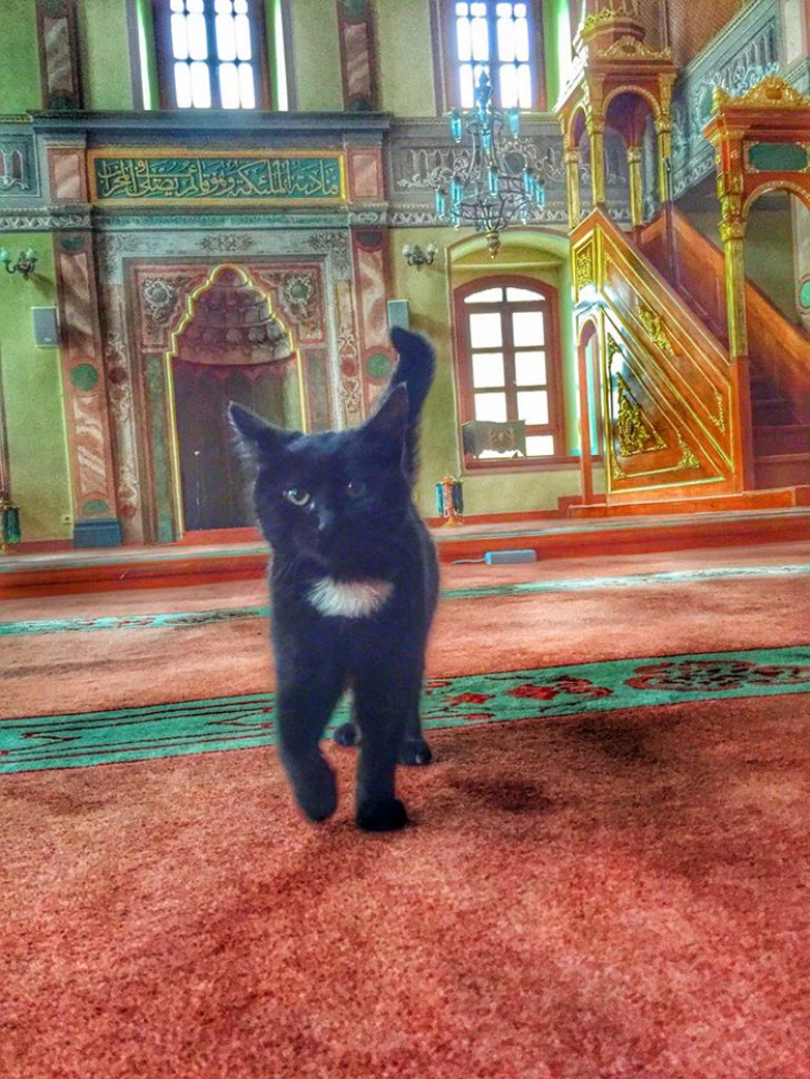 Het is duidelijk dat de imam dol is op katten.