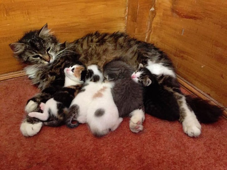 Deze mama twijfelde geen moment om het aanbod van een warme plek waar ze haar kittens kan grootbrengen aan te nemen.