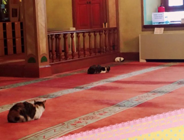 "Katten weten tot het mededogen en de barmhartigheid van de harten van de mensen te spreken", aldus de imam.