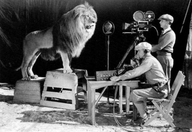 De brullende leeuw van MGM tijdens de opname van het MGM introductiefilmpje