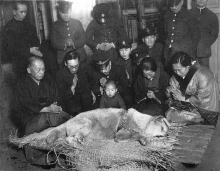 De hon Hachiko voordat hij werd begraven - 1935