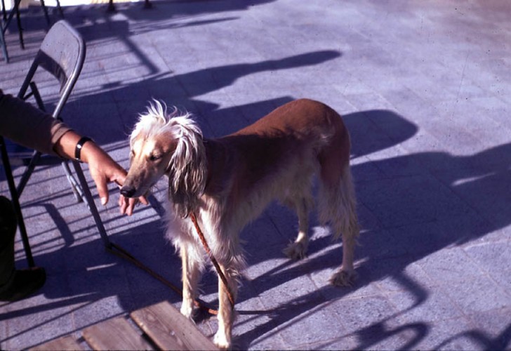#9. Ein Afghanischer Windhund