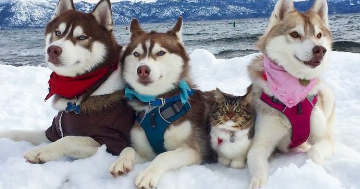 3 Husky sauvent un chaton d'une mort certain ... Aujourd'hui, ce sont des amis INSÉPARABLES - 1