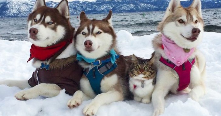 3 husky's hebben een kitten gered van een wisse dood... Vandaag de dag zijn deze vrienden ONAFSCHEIDELIJK - 1