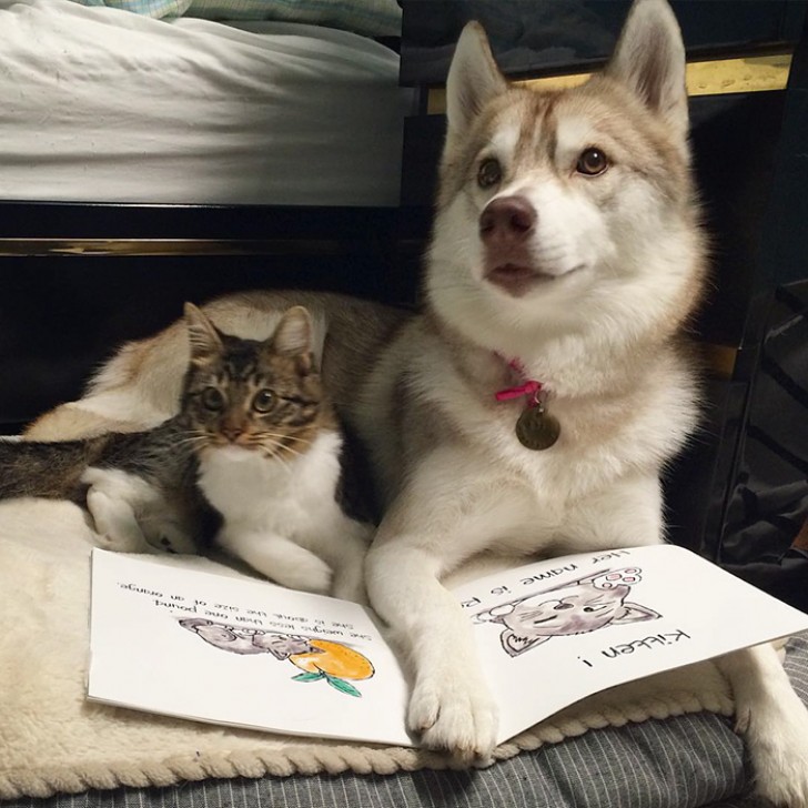 3 Husky sauvent un chaton d'une mort certain ... Aujourd'hui, ce sont des amis INSÉPARABLES - 10