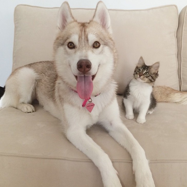 3 Husky salvano una gattina da morte certa... Oggi sono amici INSEPARABILI - 13