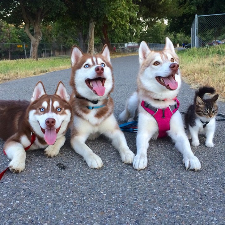 3 Husky sauvent un chaton d'une mort certain ... Aujourd'hui, ce sont des amis INSÉPARABLES - 14