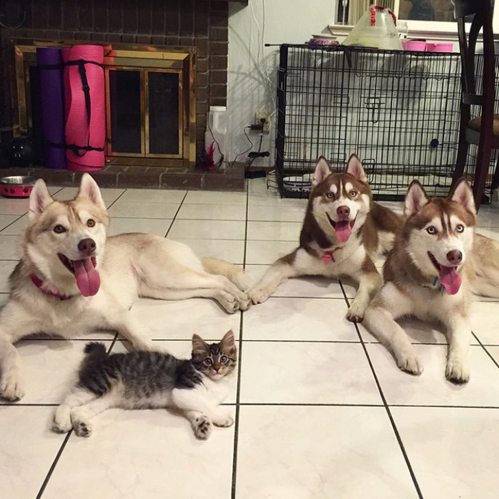 3 Husky salvano una gattina da morte certa... Oggi sono amici INSEPARABILI - 15