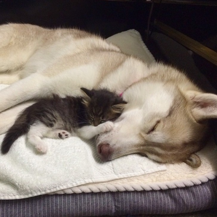 3 Husky salvano una gattina da morte certa... Oggi sono amici INSEPARABILI - 16