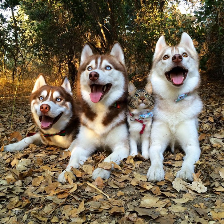 3 husky's hebben een kitten gered van een wisse dood... Vandaag de dag zijn deze vrienden ONAFSCHEIDELIJK - 5