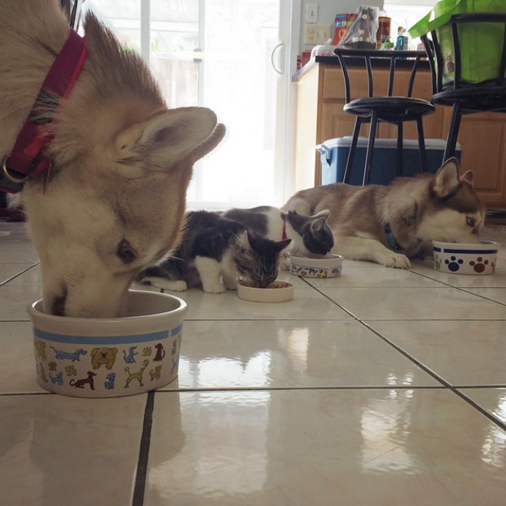 3 Husky salvano una gattina da morte certa... Oggi sono amici INSEPARABILI - 6