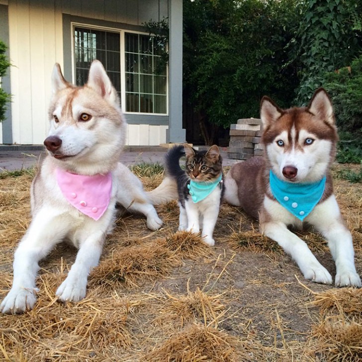 3 husky's hebben een kitten gered van een wisse dood... Vandaag de dag zijn deze vrienden ONAFSCHEIDELIJK - 8