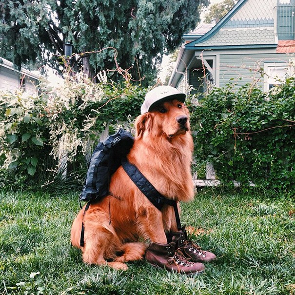 Porta il suo cane in giro per il mondo e dimostra che sono i migliori compagni di viaggio - 18