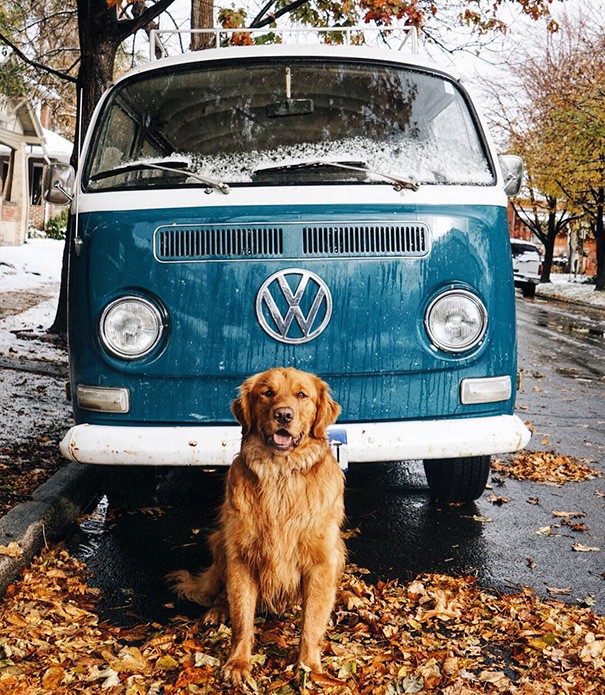 Deze hond mocht mee op een reis om de wereld en hij heeft bewezen dat hij de beste reisgenoot is die er bestaat - 4