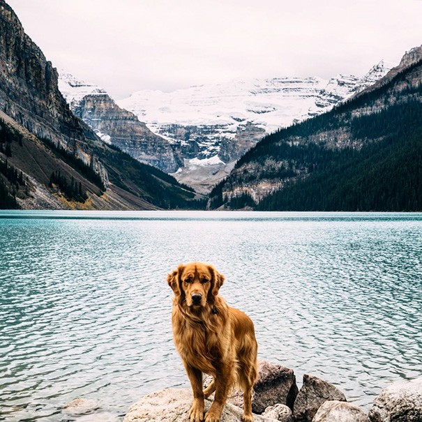 Deze hond mocht mee op een reis om de wereld en hij heeft bewezen dat hij de beste reisgenoot is die er bestaat - 5