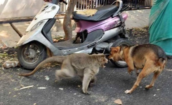 Andere honden kwamen dichterbij, waarschijnlijk geïntrigeerd door de pup, maar de reactie van de aap was verbazingwekkend: hij waarschuwde hen meteen, door zijn tanden te tonen om de pup te verdedigen.