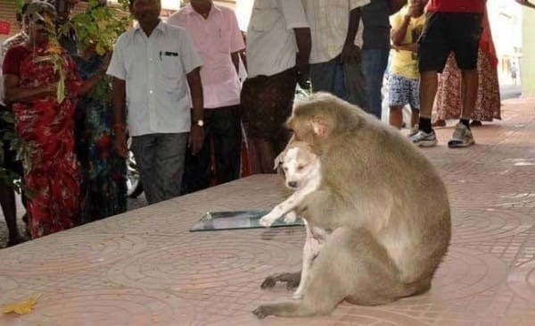 De aap was een mannetje. Zijn gedrag ten aanzien van de pup was die van een beschermende vader.