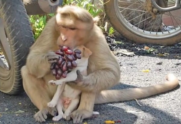 Il modo in cui la scimmia dava cibo al piccolo ha lasciato davvero tutti senza parole: non solo si preoccupava di procurarsi il cibo, ma non iniziava a mangiare fino a quando non aveva finito di farlo il cagnolino. Proprio come un vero genitore!