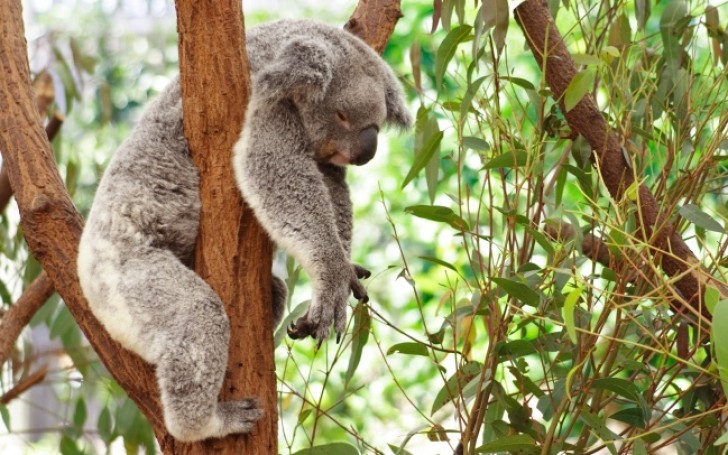 Koala's slapen 18 tot 22 uur per dag. Zolang hij maar een boom heeft... dan is het goed.